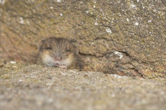 Brown rat (Rattus norvegicus) juvenile baby rodent animal emerging from a hole by a building brick