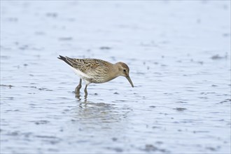 Dunlin (Calidris alpina) adult wading bird feeding on a mudflat, England, United Kingdom, Europe