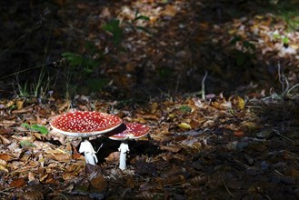 Fairytale toadstools (Amanita muscaria), October, Lusatia, Germany, Europe