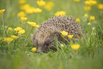 European hedgehog (Erinaceus europaeus) adult in a spring meadow with flowering Buttercup plants,