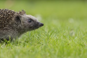 European hedgehog (Erinaceus europaeus) adult animal on an urban garden grass lawn, England, United