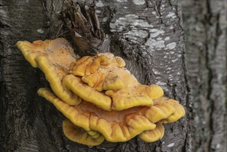 Sulphur polypore (Laetipurus sulphureus), Emsland, Lower Saxony, Germany, Europe