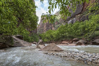 Virgin River runs between sandstone rock formations along the Riverside Walk in the Temple of