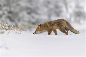 Red fox (Vulpes vulpes), walking cautiously through a snowy landscape, with a blurred forest