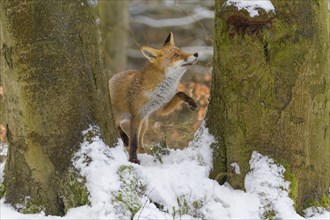 Red fox (Vulpes vulpes), stands between snow-covered trees in a winter forest, looking upwards,