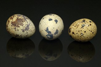 Food, quail eggs, cracked quail egg, Coturnix coturnix