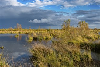 Goldenstedter Moor, nature reserve, peat moss, Goldenstedt, Lower Saxony, Germany, Europe