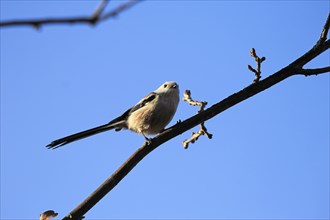 Long-tailed Tit (Aegithalos caudatus), winter time, Germany, Europe