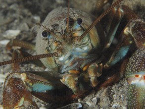 Portrait of signal crayfish (Pacifastacus leniusculus), American crayfish, invasive species,