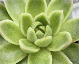 Beautiful succulent plant in greenhouse. Closeup, floral patterns, selective focus