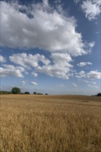 Mature barleys (Hordeum vulgare), cloudy sky, Vitense, Mecklenburg-Vorpommern, Germany, Europe