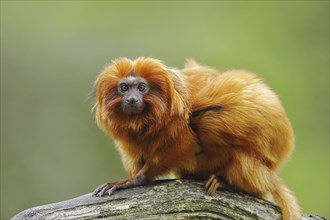 Golden lion tamarin (Leontopithecus rosalia), captive, occurrence in Brazil