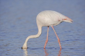 Greater flamingo (Phoenicopterus roseus) foraging, Camargue, Provence, southern France