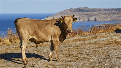 Cow on a rocky hill with a wide view over the sea under a clear blue sky, farm animals, Mani