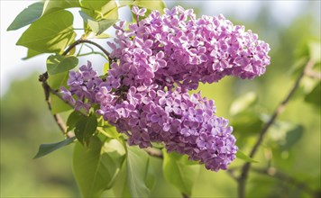 Blooming lilac in the botanical garden in spring