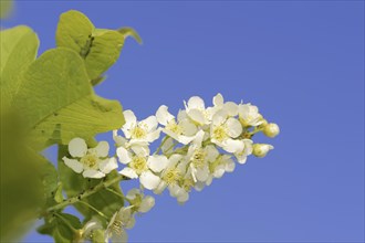 Common weeping cherry (Prunus padus, Padus avium), flowering, North Rhine-Westphalia, Germany,