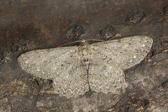 Ash-grey moth (Hypomecis punctinalis), male, moth, North Rhine-Westphalia, Germany, Europe