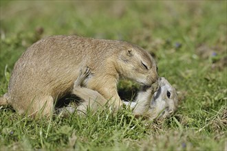 Black-tailed prairie dog (Cynomys ludovicianus) with young, captive, occurring in North America