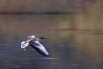 Greylag goose (Anser anser) flying over calm water, motion blur, moving, Hesse, Germany, Europe