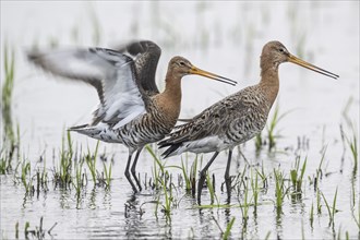 Black-tailed godwits (Limosa limosa), Lower Saxony, Germany, Europe