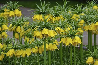 Kaiser's crown (Fritillaria imperialis), spring, Germany, Europe