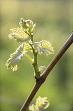 Young leaves of a grapevine in spring, viticulture, budding, shoots, vines, Baden-Württemberg,