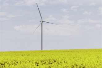 A wind turbine in a rapeseed field, photographed in Vierkirchen, 12/04/2024