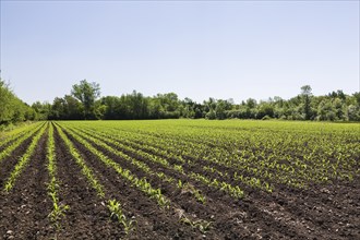 Field with rows of Zea mays, Corn crop seedlings in late spring, Quebec, Canada, North America