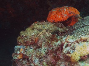 Well camouflaged banded scorpionfish (Scorpaena plumieri), dive site Nursery, Pompano Beach,