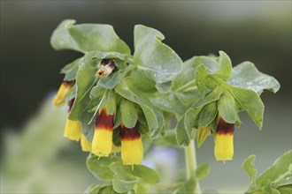 Great waxflower (Cerinthe major), flowers, ornamental plant, North Rhine-Westphalia, Germany,