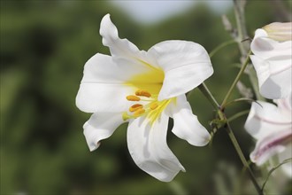 King lily (Lilium regale, Lilium myriophyllum), flower, ornamental plant, North Rhine-Westphalia,