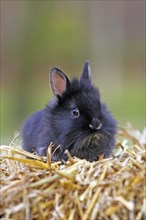 Domestic rabbit (Oryctolagus cuniculus)