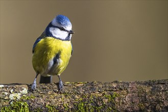 Blue Tit, Cyanistes Caeruleus, bird in forest at winter time