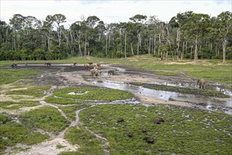 Giant forest hog (Hylochoerus meinertzhageni) and african forest elephants (Loxodonta cyclotis) in