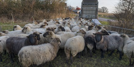 Black-headed domestic sheep (Ovis gmelini aries) in the pen, behind the double-decker cattle