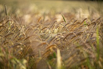 Blurred close-up of a golden wheat field