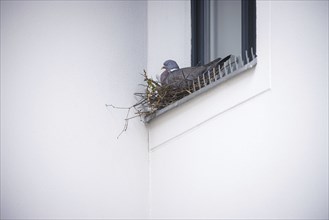 A pigeon nests on the windowsill of a house. Berlin, 04.06.2024