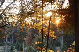 Landscape of forest in autumn in the bavarian forest