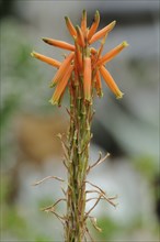 Close-up of tall green stem with blooming orange flowers (Aloe vera) in a natural setting