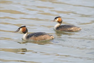 Great crested grebe (Podiceps cristatus) swimming in a lake, Bavaria