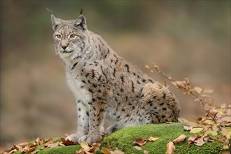 Eurasian lynx (Lynx lynx) sitting in autumn forest, Bavarian Forest National Park