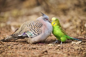 Animal Friendship of a Crested pigeon (Ocyphaps lophotes) cuddeling a Budgerigar (Melopsittacus