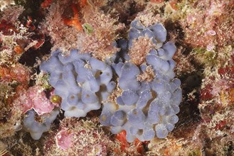 Underwater image of a bluish sponge with a grainy, textured surface, Marine sponge (Oscarella