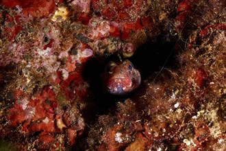 A small fish, redmouth goby (Gobius cruentatus), hides in a red underwater landscape on the seabed.