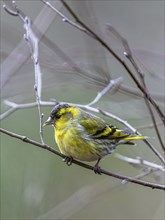 Male of Eurasian Siskin, Spinus spinus, bird in forest at winter sun