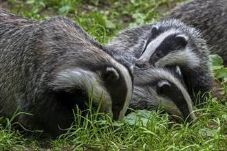 European badgers (Meles meles), close-up of three four months old cubs foraging with mother in