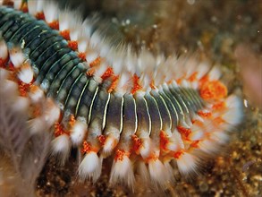 Close-up of a fire bristle worm (Hermodice carunculata) in the sea. The fine bristles and their