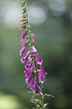 Common foxglove (Digitalis purpurea), flower, flowering, plant, beauty, garden, The pretty flower