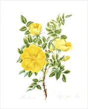 Rosa lutea, Rose, Historic rose, Rose cultivar, Illustration from 1799, Historic, digitally