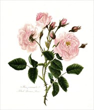 Rosa, provincialis, pink Provencerose, Rose, Historic Noble Rose, Rose cultivar, Illustration from